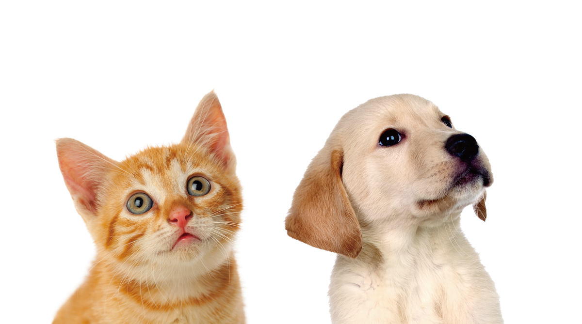 猫と子犬