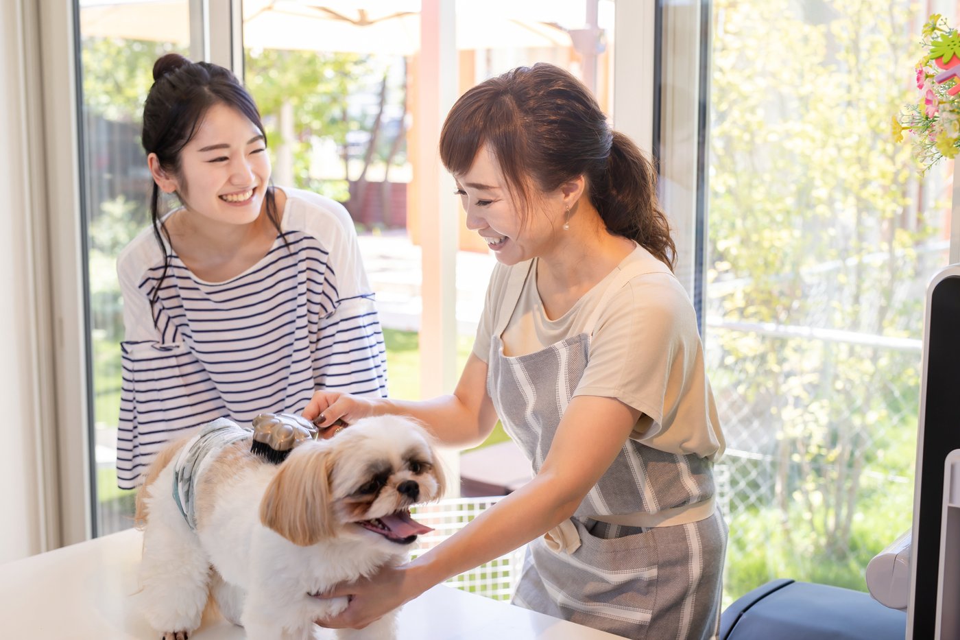 掲示板で相談する飼い主